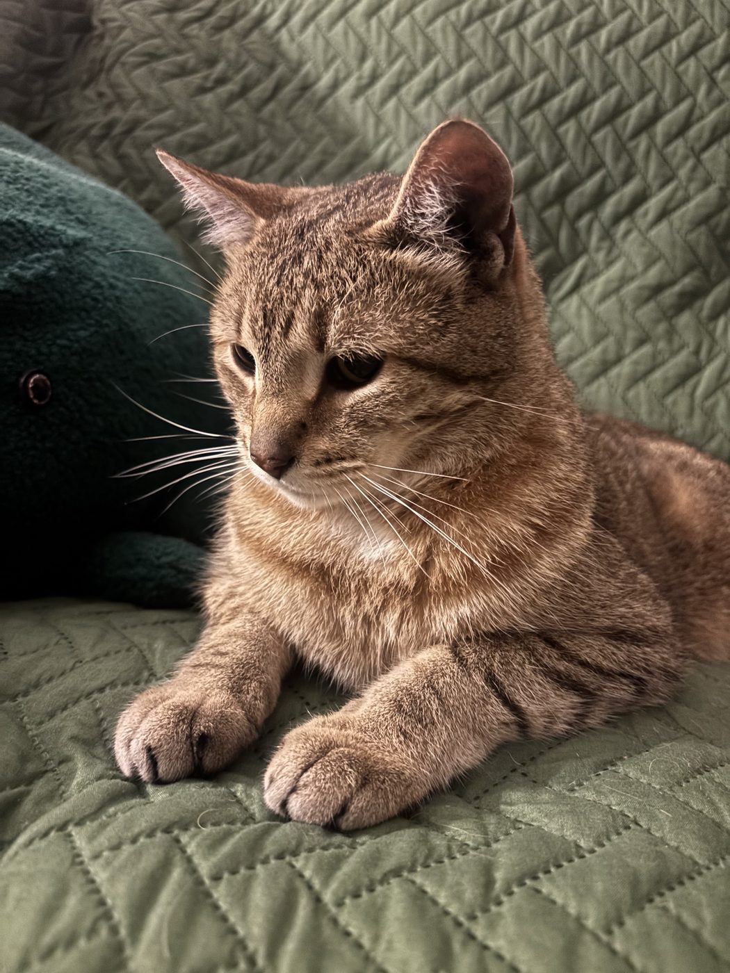 cat resting on a green quilt